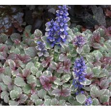 Ajuga reptans 'Burgundy Glow' - zbehovec plazivý 'Burgundy Glow'