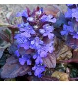 Ajuga reptans 'Mahogany' - zbehovec plazivý 'Mahogany'