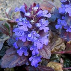 Ajuga reptans 'Mahogany' - zbehovec plazivý 'Mahogany'