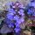Ajuga reptans 'Mahogany' - zbehovec plazivý 'Mahogany'
