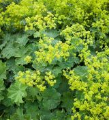 Alchemilla mollis 'Irish Silk' - alchemilka mäkká 'Irish Silk'