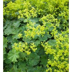 Alchemilla mollis 'Irish Silk' - alchemilka mäkká 'Irish Silk'