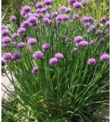 Allium schoenoprasum - pažítka