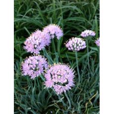 Allium senescens 'Blue Eddy' - cesnak sivkastý  'Blue Eddy'