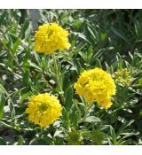 Alyssum wulfenianum - tarica