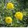 Alyssum wulfenianum - tarica
