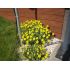 Alyssum wulfenianum - tarica