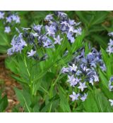 Amsonia tabernaemontana 'Blue Ice' - amzónia 'Blue Ice'