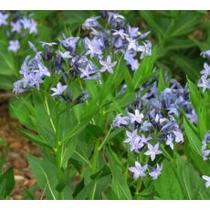 Amsonia tabernaemontana 'Blue Ice' - amzónia 'Blue Ice'