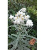 Anaphalis triplinervis - plesnivka trojžilná