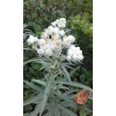 Anaphalis triplinervis - plesnivka trojžilná