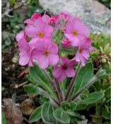 Androsace sarmentosa - pochybok
