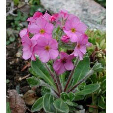 Androsace sarmentosa - pochybok