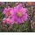 Anemone hupehensis 'Bressingham Glow' - veternica hupehenská (japonská) 'Bressingham Glow'
