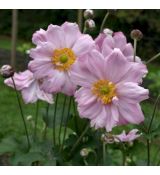 Anemone hupehensis 'Königin Charlotte' - veternica hupehenská (japonská) 'Königin Charlotte'