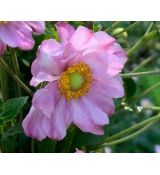 Anemone hupehensis 'Mont Rose' - veternica hupehenská (japonská) 'Mont Rose'