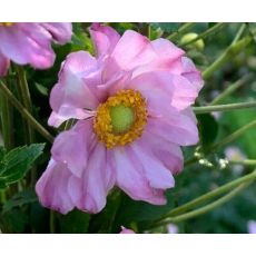 Anemone hupehensis 'Mont Rose' - veternica hupehenská (japonská) 'Mont Rose'