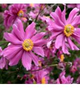 Anemone hupehensis 'Prinz Heinrich' - veternica hupehenská (japonská) 'Prinz Heinrich'