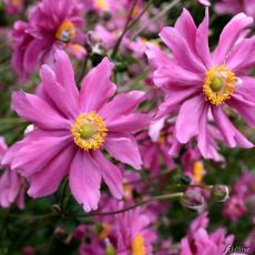 Anemone hupehensis 'Prinz Heinrich' - veternica hupehenská (japonská) 'Prinz Heinrich'