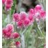 Antennaria dioica 'Rubra' - plešivec dvojdomý 'Rubra'