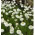 Anthemis nobilis 'Flore Pleno' - rumanček rímsky 'Flore Pleno'