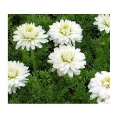 Anthemis nobilis 'Flore Pleno' - rumanček rímsky 'Flore Pleno'