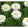 Anthemis nobilis 'Flore Pleno' - rumanček rímsky 'Flore Pleno'