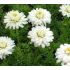Anthemis nobilis 'Flore Pleno' - rumanček rímsky 'Flore Pleno'
