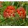 Anthyllis vulneraria var. coccinea - bôľhoj lekársky červený