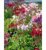 Aquilegia caerulea 'Biedermeier' - orlíček veľkokvetý 'Biedermeier'