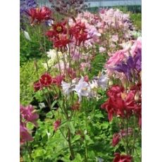 Aquilegia caerulea 'Biedermeier' - orlíček veľkokvetý 'Biedermeier'