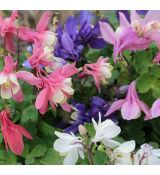 Aquilegia flabellata 'Cameo Mix' - orlíček 'Cameo Mix'