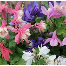 Aquilegia flabellata 'Cameo Mix' - orlíček 'Cameo Mix'