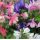 Aquilegia flabellata 'Cameo Mix' - orlíček 'Cameo Mix'