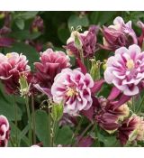 Aquilegia flabellata 'Winky Double Red and White' - orlíček 'Winky Double Red and White'