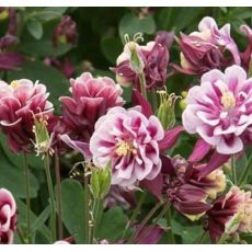 Aquilegia flabellata 'Winky Double Red and White' - orlíček  'Winky Double Red and White'