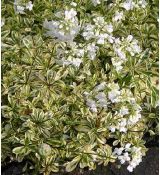 Arabis procurrens 'Variegata' - arábka výbežkatá 'Variegata'