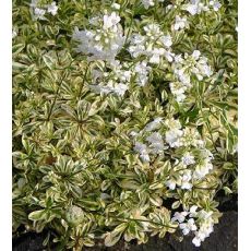 Arabis procurrens 'Variegata' - arábka výbežkatá 'Variegata'