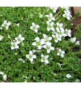 Arenaria tetraquerta - piesočnica