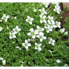 Arenaria tetraquerta - piesočnica