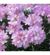Armeria juniperifolia 'Bevan' - trávnička borievkolistá 'Bevan'