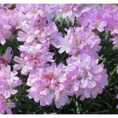Armeria juniperifolia 'Bevan' - trávnička borievkolistá 'Bevan'