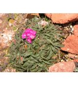 Armeria maritima 'Little Penny' - trávnička prímorská 'Little Penny'