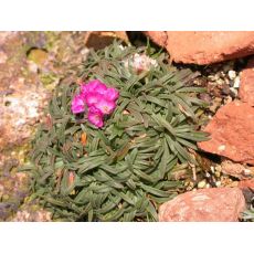 Armeria maritima 'Little Penny' - trávnička prímorská  'Little Penny'