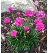 Armeria maritima 'Düseldorfer Stolz' - trávnička prímorská 'Düseldorfer Stolz'