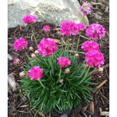 Armeria maritima 'Düseldorfer Stolz' - trávnička prímorská 'Düseldorfer Stolz'