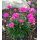 Armeria maritima 'Düseldorfer Stolz' - trávnička prímorská 'Düseldorfer Stolz'
