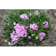 Armeria maritima 'Varretu' - trávnička prímorská 'Varretu'
