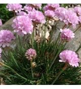 Armeria 'Rosi' - trávnička 'Rosi'