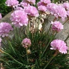 Armeria 'Rosi' - trávnička 'Rosi'